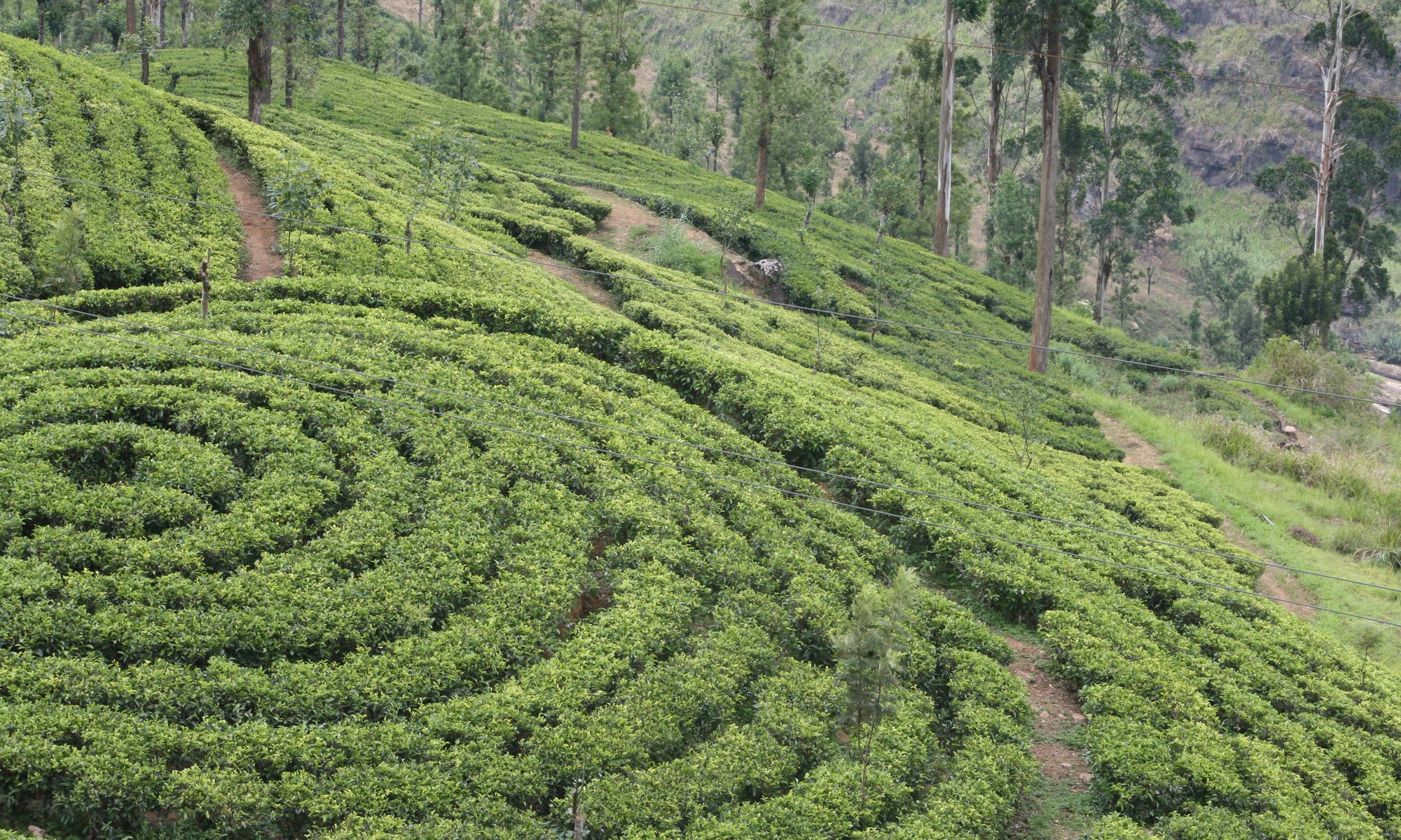 Tea terraces in the Sri Lankan hill country, cut into the slope in curving rows