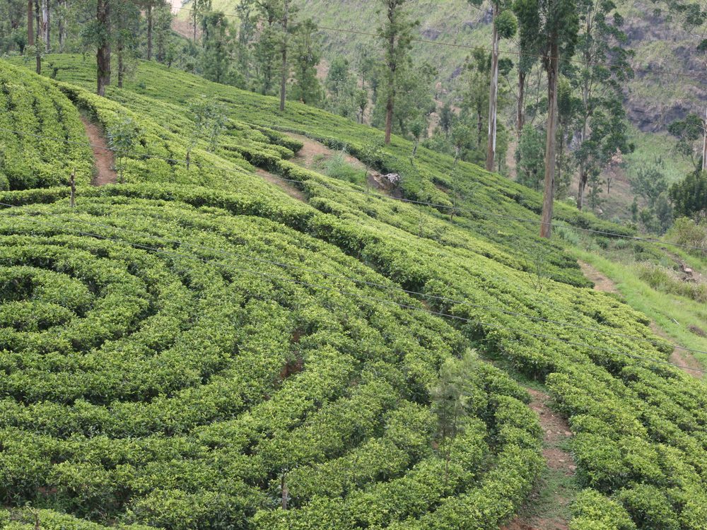 Tea bushes planted in curving terraces across a hillside